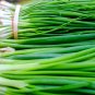 Chinese Green Onion Fresh Vegetables Welsh Onion Scallion - 1000 Seeds