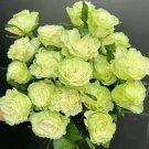 Chinese Green Rose Bush Seedling Seed Rosa Chinensis Flower - 50 Seeds