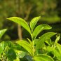 Chinese Green Tea Tree Bonsai Plant DIY Healthy Bonsai Tea - 5 Seeds