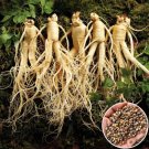 Chinese Korean Panax Ginseng - 6 Seeds