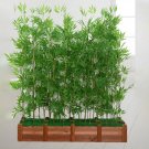 Chinese Mini Moso Bamboo Phyllostachys heterocycla Pubescens-Giant - 20 Seeds