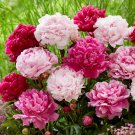 Chinese Peony Seeds Mixed Rose Red Light Pink Whitish Pink Ball Flowers - 10 See