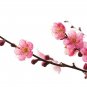 Chinese Flower Wintersweet Seed Fragrant Red Chimonanthus Praecox for Bonsai - 8
