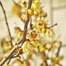 Chinese Flower Yellow Fragrant Winterseet Chimonanthus Praecox for Bonsai - 8 Se