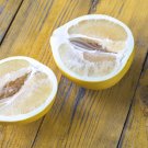 Citrus Maxima Pamplemousse Jabong Shaddock - 50 Seeds