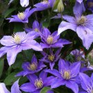 Clematis seeds flowers clematis vine seeds perennial flower - 100 Seeds