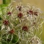 Clematis flowers clematis vine perennial flower - 100 Seeds