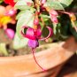 Clerodendrum Thomsonae Bonsai Purple Double Petals Fuchsia Potted - 100 Seeds