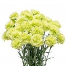 Carnation 'CFPC Jade' Green Dianthus Caryophyllus Flower  - 200 Seeds