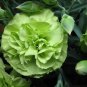 Carnation 'CFPC Jade' Green Dianthus Caryophyllus Flower  - 200 Seeds