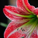 Exotic Amaryllis Seeds Barbados Lily Potted - 50 Seeds