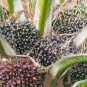 Exotic Bottle Palm - 20 Seeds