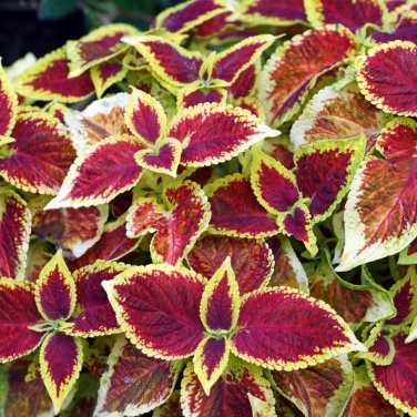Exotic Colorful Coleus Bonsai Indoor Flowers Potted Bonsai 150 - Seeds