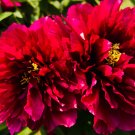 ""Exotic Double Peony - 10 Seeds