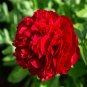 ""Exotic Double Peony - 10 Seeds