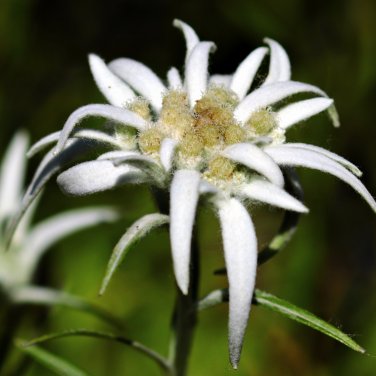 Exotic Edelweiss Flower Plant -n200 Seeds