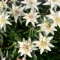 Exotic Edelweiss Flower Plant -n200 Seeds