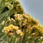 Exotic Edelweiss Flower Plant -n200 Seeds