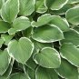 Exotic Hosta Plant Four Seasons Flower - 50 Seeds