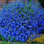 Exotic Lobelia Bonsai, Garden Indoor Bonsai Flower Plant (Blue) - 500 Seedss