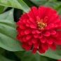 Exotic Zinnia Pretty Pastel Flowering Plants Home Garden Potted - 100 Seeds