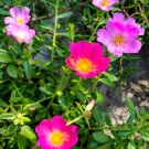 Exotic Portulaca Grandiflora Moss-rose Purslane Double Indoor Flowers  - 100 See