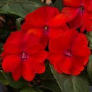 Fire Red Impatiens Bonsai FLowers - 25 Seeds