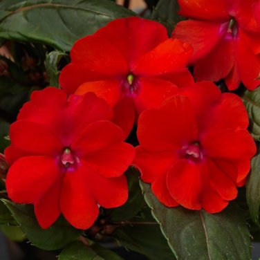 Fire Red Impatiens Bonsai FLowers - 25 Seeds