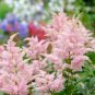 Fireberry False Spiraea Red Astilbe Perennial Flower - 100 Seeds