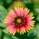 Firewheel Tree Stenocarpus sinuatis, ornamental perennial flowers - 2 Seeds