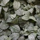 Fittonia verschaffeltii Bonsai Mini Easy Planting Balcony - 100 Seeds