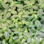 Fittonia verschaffeltii Bonsai Mini Easy Planting Balcony - 100 Seeds