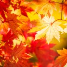 Flame Amur Maple with Bright Red Leaves - 20 Seeds