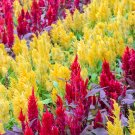 Flamingo Cockscomb - 300 Seeds