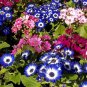 Florists Cineraria Bonsai 9 Kind Different Bonsai Flowers Pericallis hybrida Bon