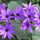 Florists Cineraria Bonsai 9 Kind Different Bonsai Flowers Pericallis hybrida - 1