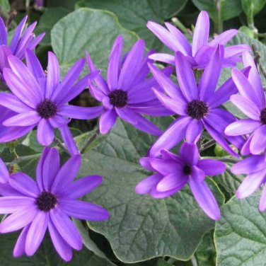 Florists Cineraria Bonsai 9 Kind Different Bonsai Flowers Pericallis hybrida - 1