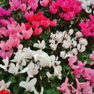 Florist's Cyclamen Rose Red Flowers (Cyciamen persicum) - 5 Seeds