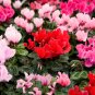 Florist's Cyclamen Rose Red Flowers (Cyciamen persicum) - 5 Seeds