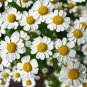 Chamomile German Herbals Flowers Chrysanthemum - 20 Seeds
