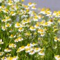 Chamomile German Herbals Flowers Chrysanthemum - 20 Seeds