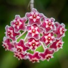 Flower Bonsai Hoya Kerrii Bonsai (December Orchid) Family Bonsai Garden - 100 Se