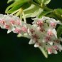 Flower Bonsai Hoya Kerrii Bonsai (December Orchid) Family Bonsai Garden - 100 Se