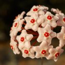 Flower Bonsai Hoya Kerrii Bonsai (December Orchid) - 100 Seeds