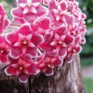Flower Bonsai Hoya Kerrii Bonsai (December Orchid) Family Bonsai - 100 Seeds