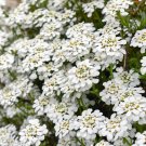 Candytuft Seeds Iberis Sempervirens 'Snowflake' Hardy Perennial Ground Cover - 1