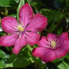 Clematis Bulbs, Clematis Mix, Clematis hybridas Climbing Plants - 50 Seeds