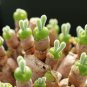 Fleshy bonsais Pitt Aura Bunnies Monilaria moniliformis - 10 Seeds