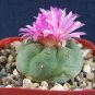 Cactus Seeds Pink Flowers - 50 Seeds