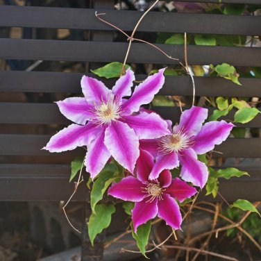 Clematis Vine Flower Purplish Red Color - 100 Seeds